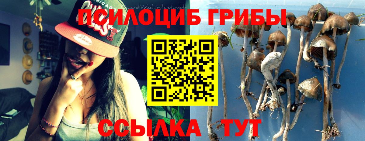 Звенигород  Псилоцибиновые грибы мицелий  Вход с VPN  Галлюциногенные грибы Cubensis 